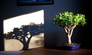 Как ухаживать за денежным деревом в домашних условиях?