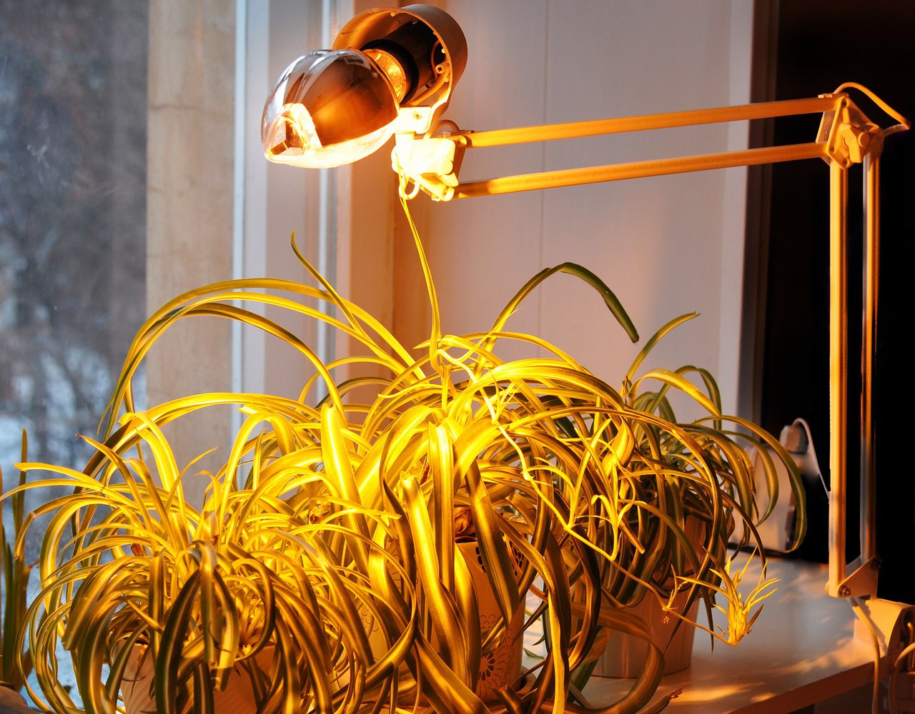 Как сделать освещение для рассады в домашних условиях?