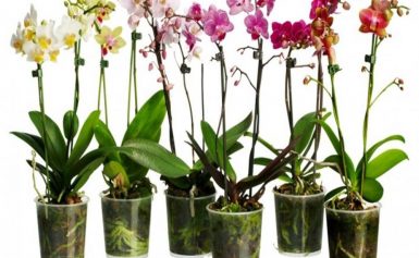 Как правильно ухаживать за орхидеей?