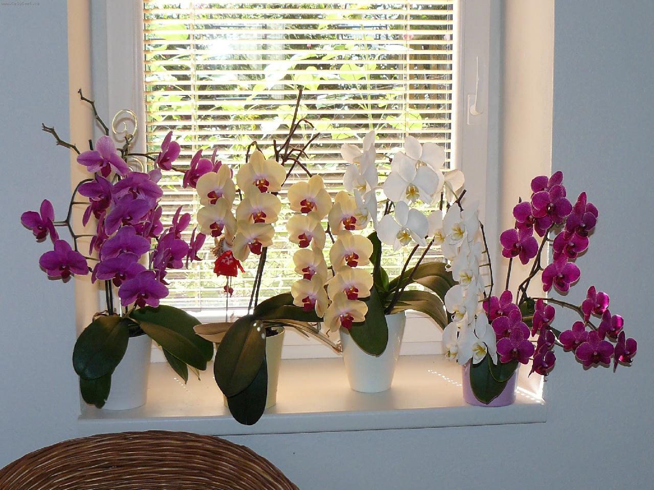 Как правильно ухаживать за орхидеей?